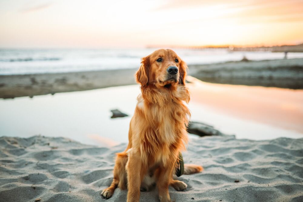 How to Groom a Golden Retriever at Home