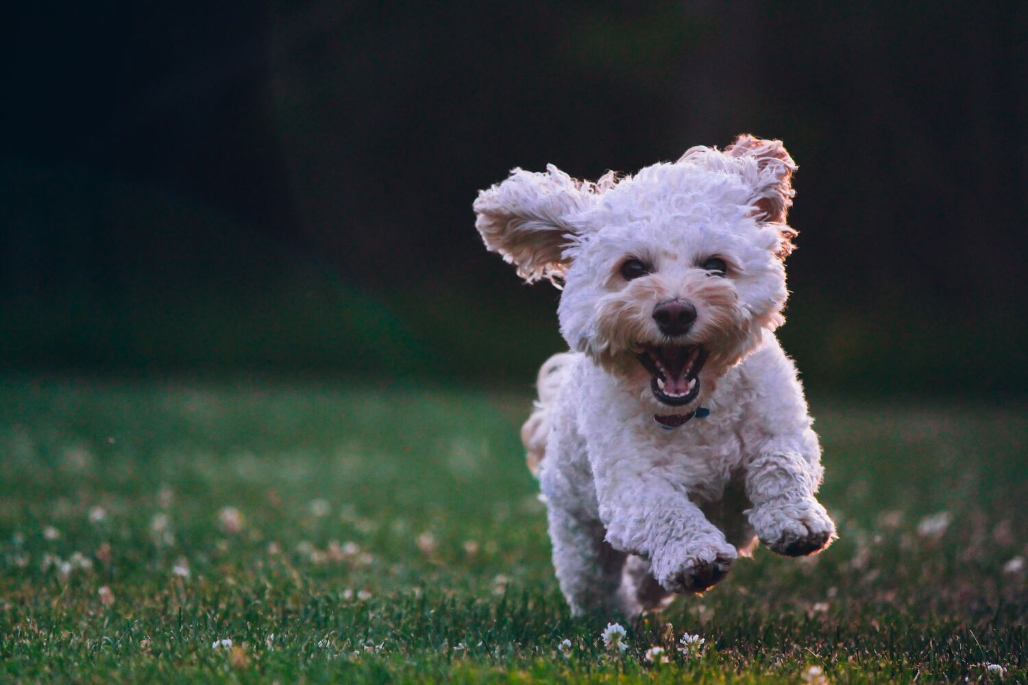 How to Groom a Poodle at Home