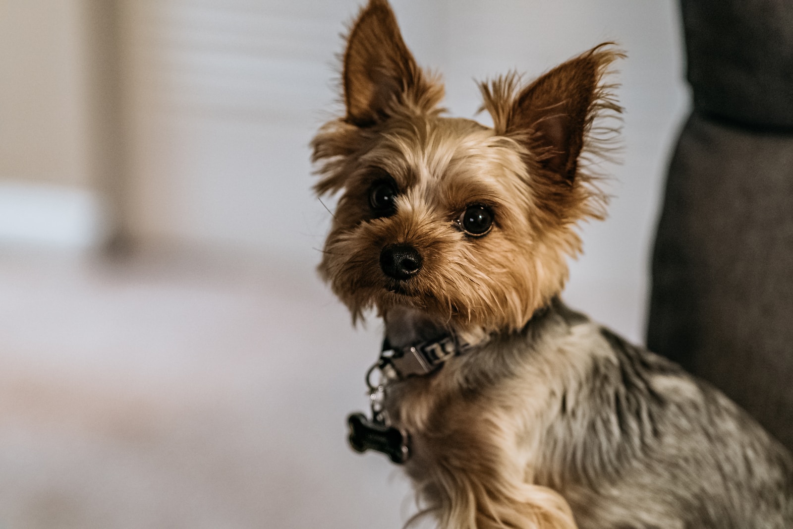 How to Groom a Yorkshire Terrier at Home